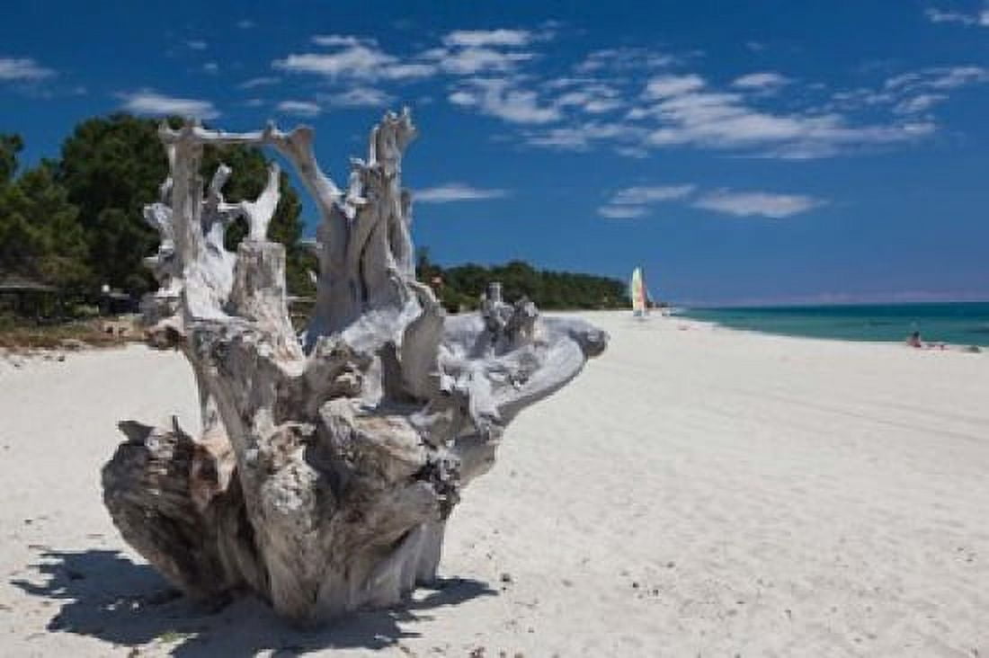 Town Beach Driftwood in Ghisonaccia Canvas Art - Walter Bibikow DanitaDelimont (28 x 19)