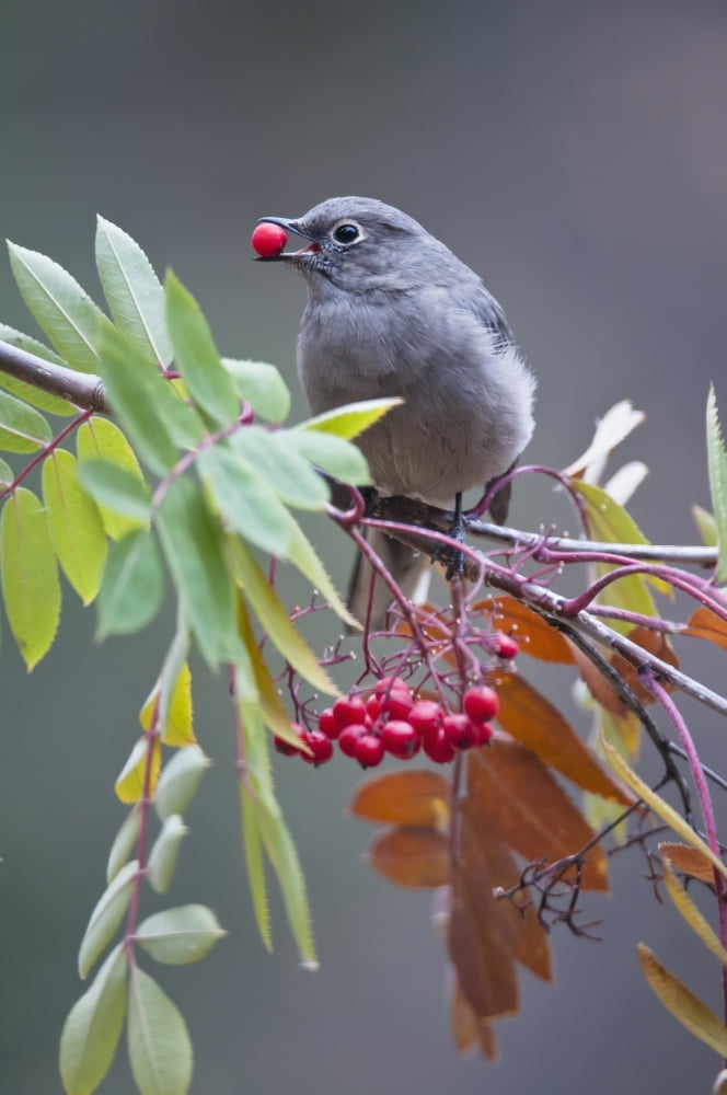 Townsends Solitaire (Myadestes Townsendi) With Mountain Ash Berry In Beak Perched On Branch Fairbanks Alaska Fall Canvas Art - Kenneth Whitten Design Pics (12 x 19)