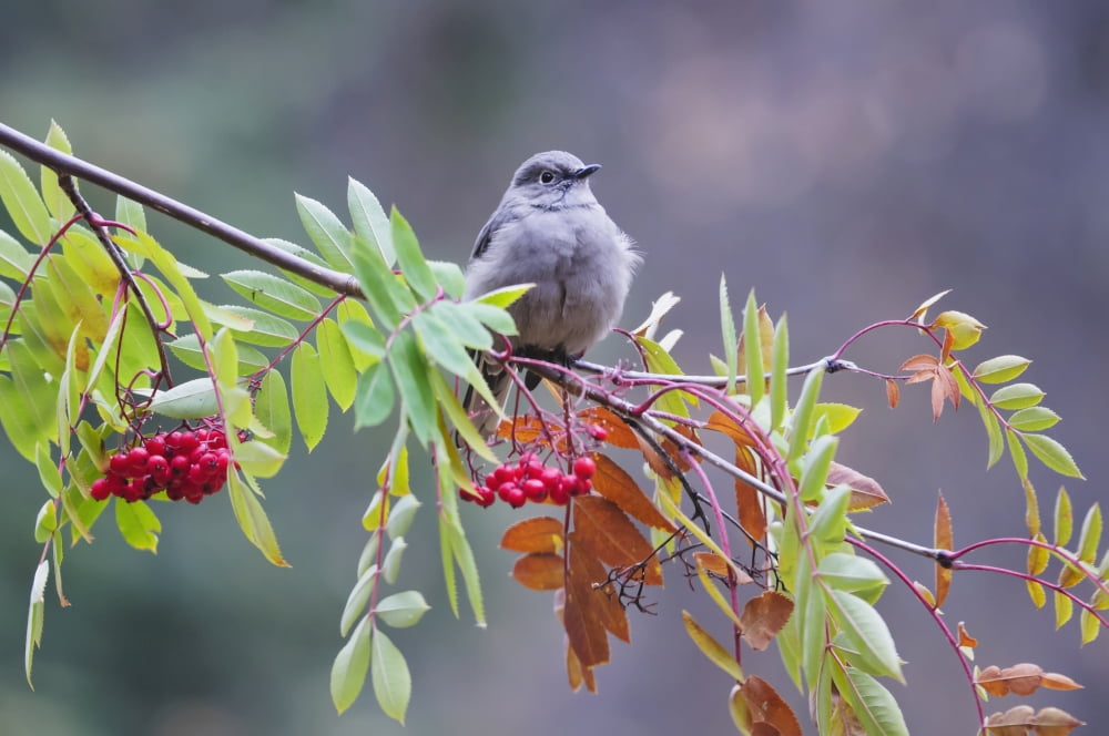 Townsends Solitaire (Myadestes Townsendi) Perched Above Clump Of Berries On Mountain Ash Tree Fairbanks Alaska Fall Canvas Art - Kenneth Whitten Design Pics (19 x 12)