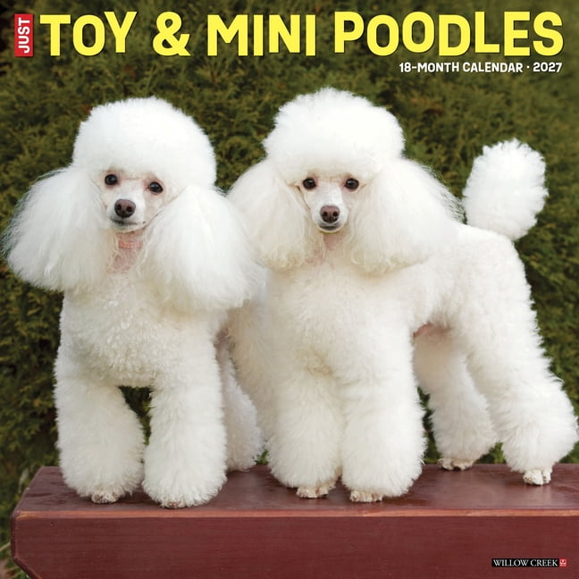 Toy & Miniature Poodles 2027 12 X 12 Wall Calendar, (Paperback)