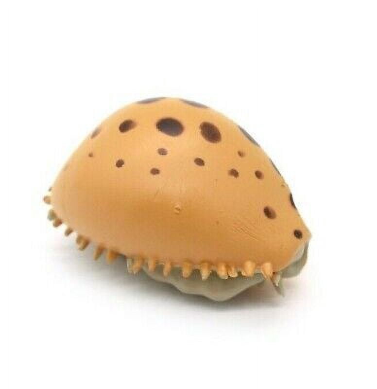 Toy Shell, Cowrie Cowry Shell, Plastic Figure, Model, Realistic Replica ...