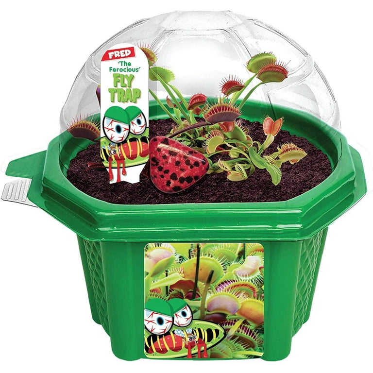 Toys By Nature Venus Fly Trap Fun and Easy to Grow Kids Terrarium Set Grow Bug Eating Plants Complete Carnivorous Plant Kit
