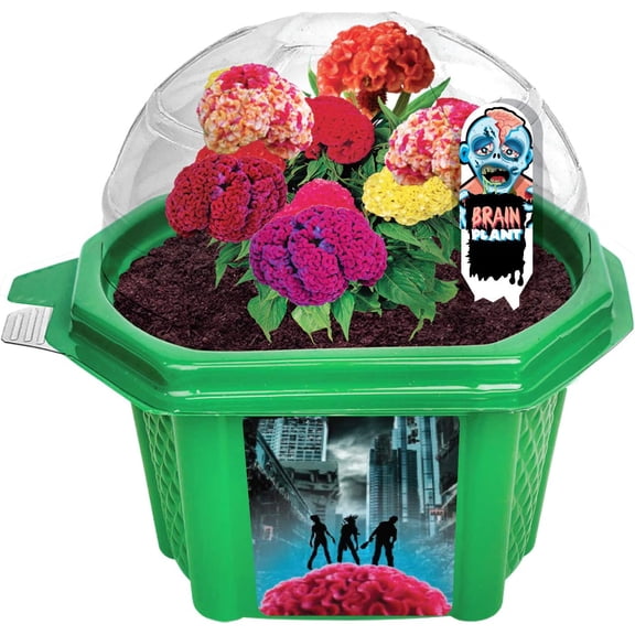 Grow Your Own Zombie Brains - Complete Kids Terrarium Kit to Grow Plants That Look Like Real Brains - Includes Everything Needed to Start Attracting Zombies