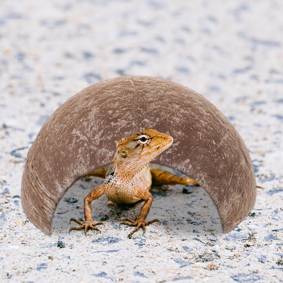 Toyvian Coconut Shell Wooden Reptile Cave Coffee Color Lifelike Design for Indoor and Outdoor Use