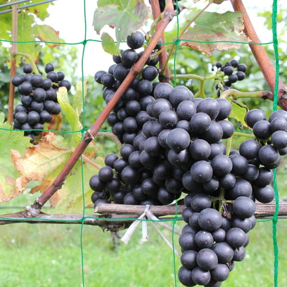 Toyvian Green Plastic Bean Trellis for Garden Climbing Plants with Sturdy Grid Design