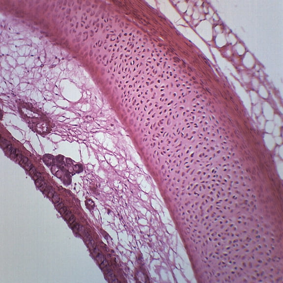 Trachea, Longitudinal Section - Prepared Microscope Slide - 75 x 25mm - Biology & Microscopy - Eisco Labs