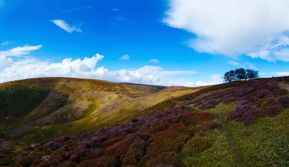 Track between Round Hill and Cross Dyke Long Mynd England-Wales Border Shropshire England Canvas Art - Panoramic Images (40 x 24)