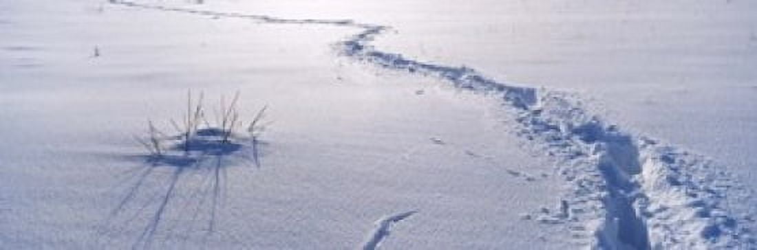 Track on a snow covered landscape Apennines Emilia-Romagna Italy Canvas Art - Panoramic Images (18 x 6)
