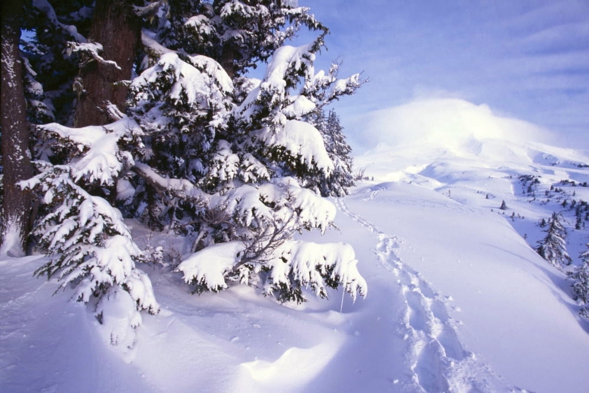 Tracks In The Snow Canvas Art - Natural Selection Craig Tuttle Design Pics (18 x 12)