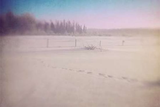 Tracks In the Snow Canvas Art - Roberta Murray (12 x 18)