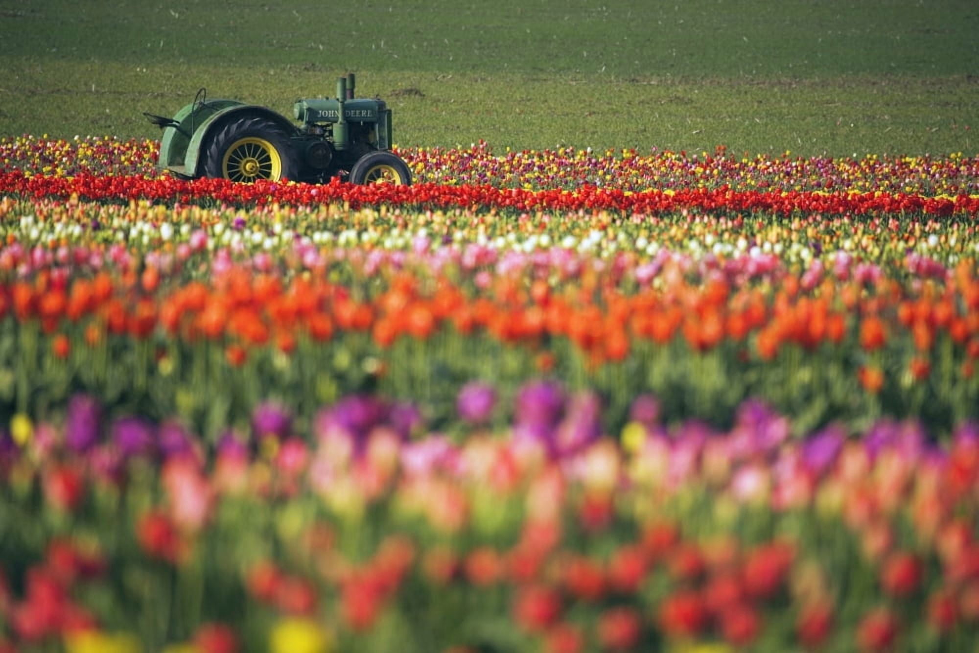 Tractor In Tulip Field Canvas Art - Craig Tuttle Design Pics (19 x 12)