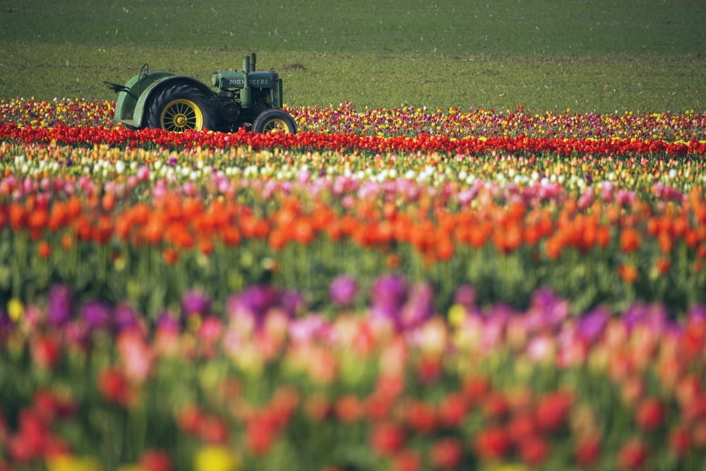 Tractor In Tulip Field Canvas Art - Craig Tuttle Design Pics (38 x 24)