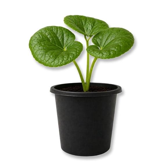 Tractor Seat Plant - 2 Live Starter Plants - Farfugium Japonicum - Exotic Indoor Outdoor Broad Leaf Foliage