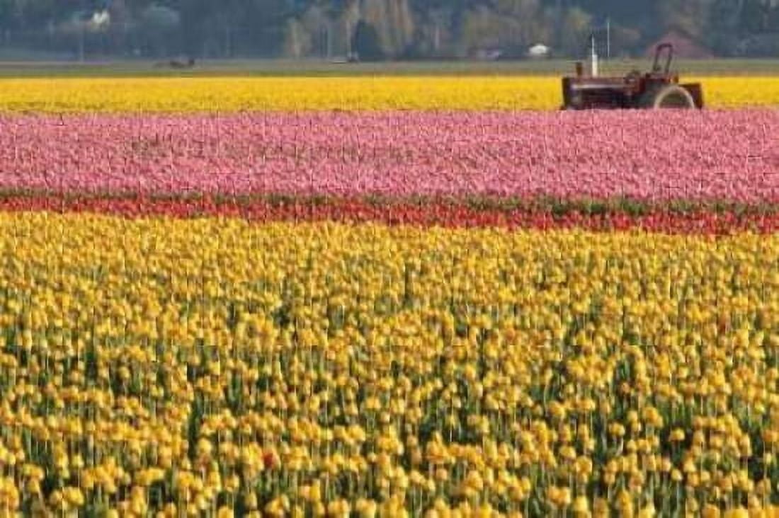 Tractor and Tulips I Canvas Art - Dana Styber (24 x 36)
