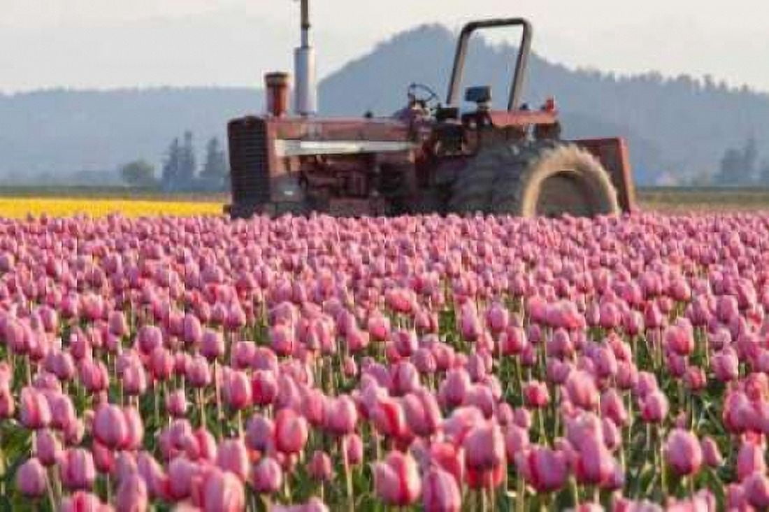 Tractor and Tulips II Canvas Art - Dana Styber (12 x 18)