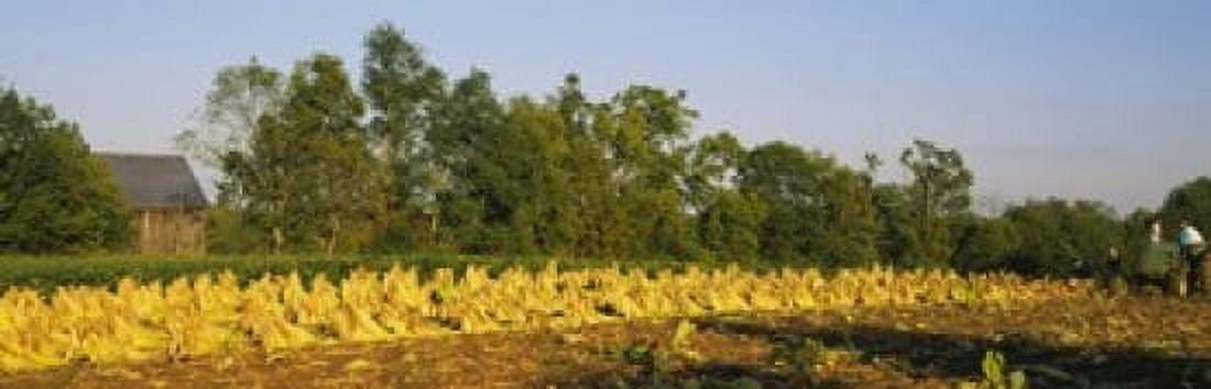 Tractor in a tobacco field Winchester Kentucky USA Canvas Art - Panoramic Images (18 x 6)