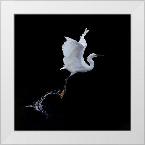 Tracy 20x20 White Modern Wood Framed Museum Art Print Titled - Fly