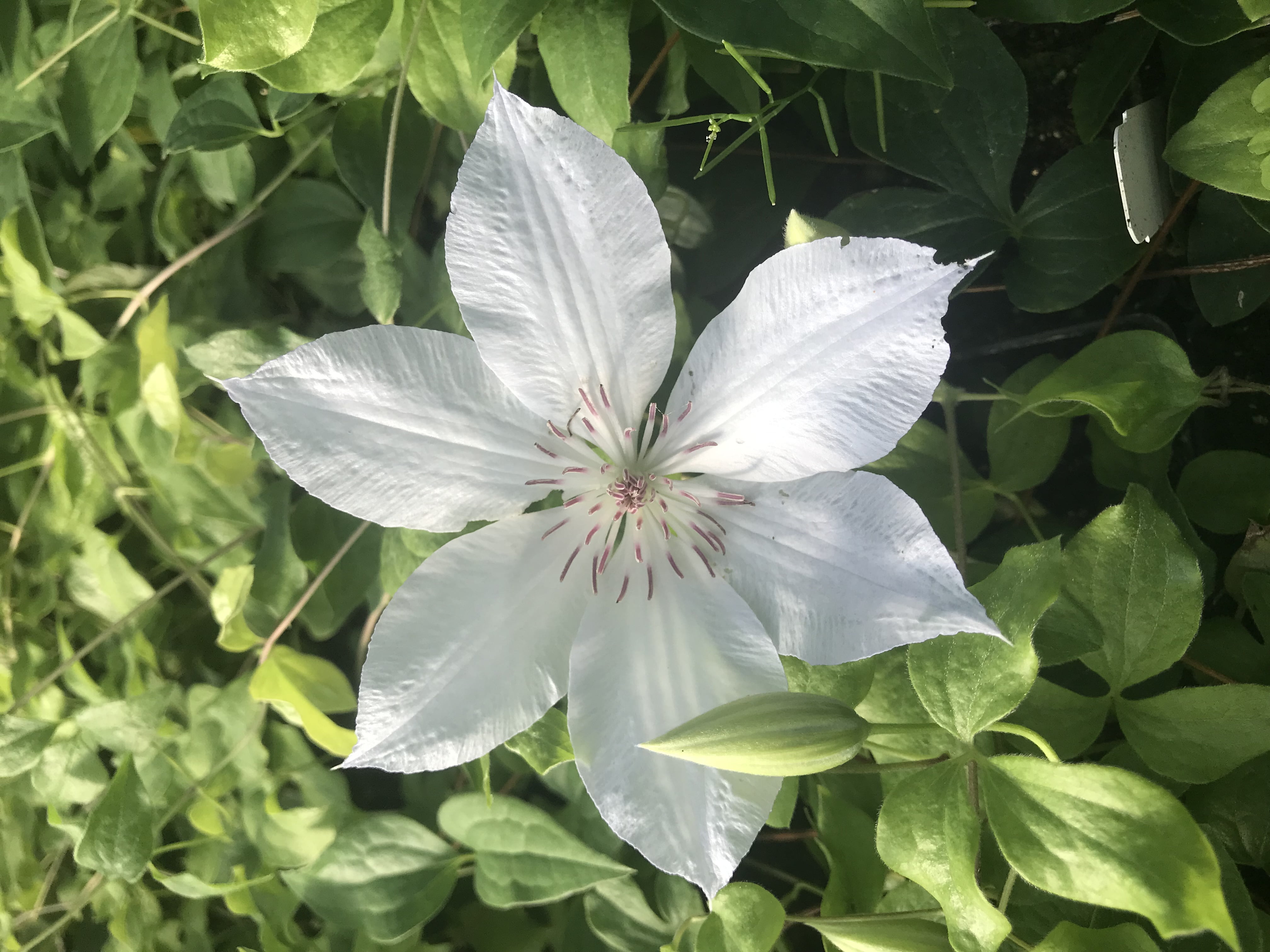 Tracy Lee Clematis Vine - White Flowers - 2.5" Pot - Walmart.com