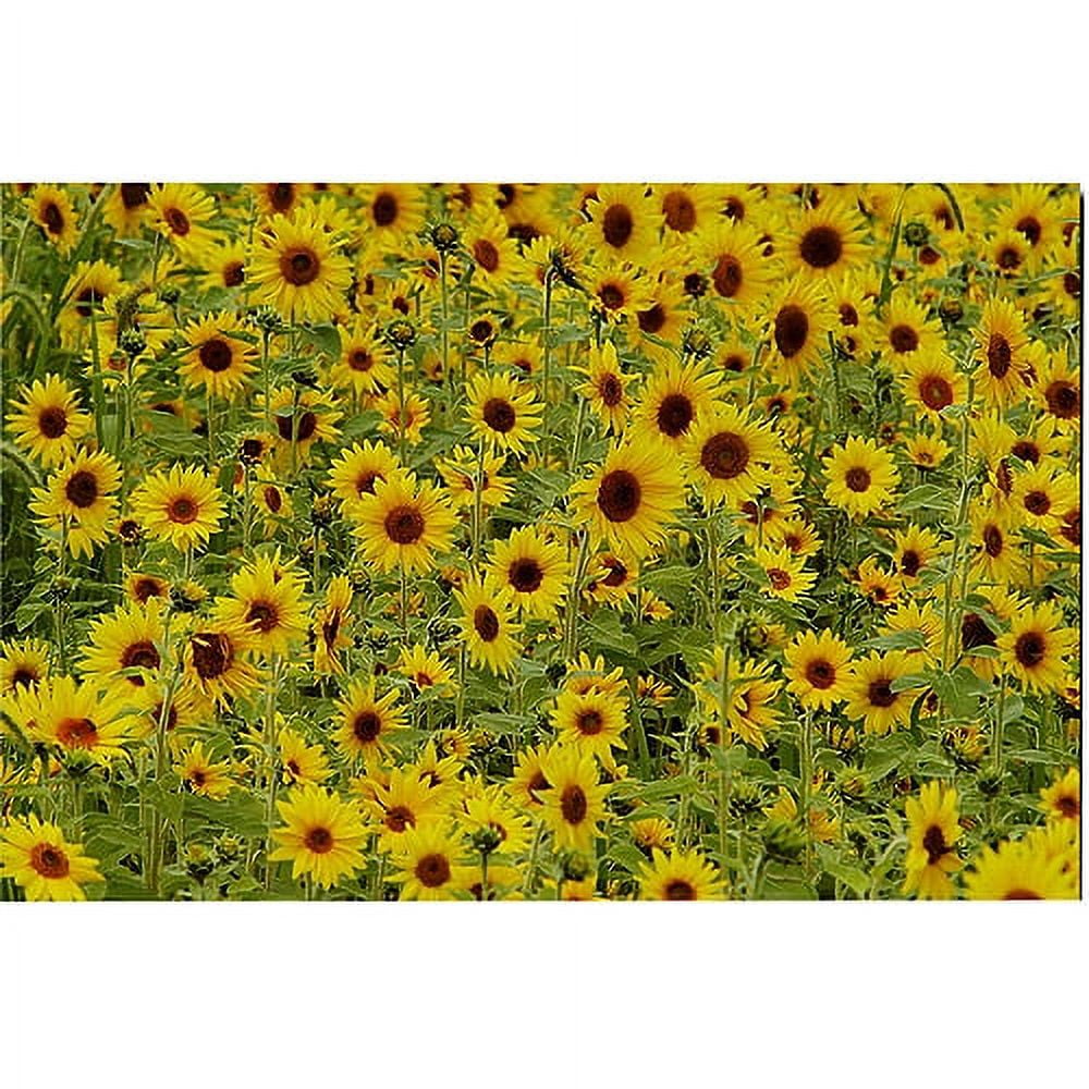Trademark Art "A Sunflower Day" Canvas Art by Kurt Shaffer