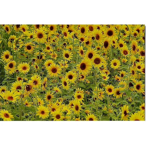 Trademark Art "A Sunflower Day" Canvas Art by Kurt Shaffer