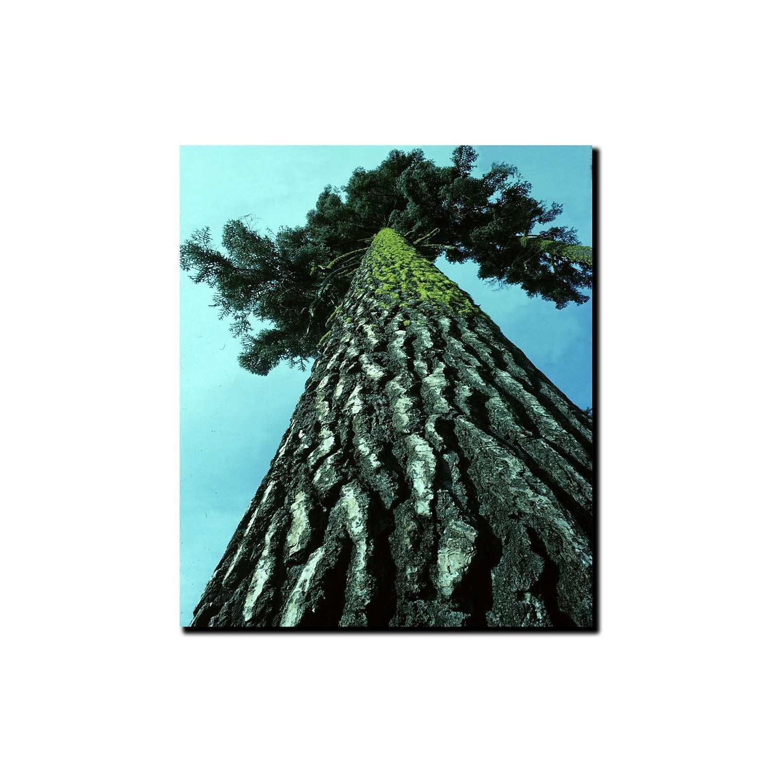 Trademark Art "A Tree of Life" Canvas Art by Kurt Shaffer