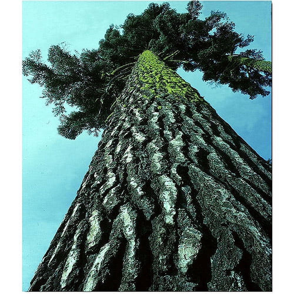 Trademark Art "A Tree of Life" Canvas Art by Kurt Shaffer