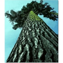 Trademark Art "A Tree of Life" Canvas Art by Kurt Shaffer