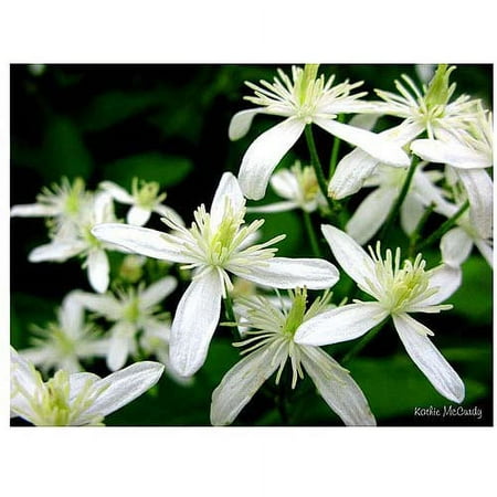 Trademark Art "Autumn Clematis" Canvas Art by Kathie McCurdy, 24x32