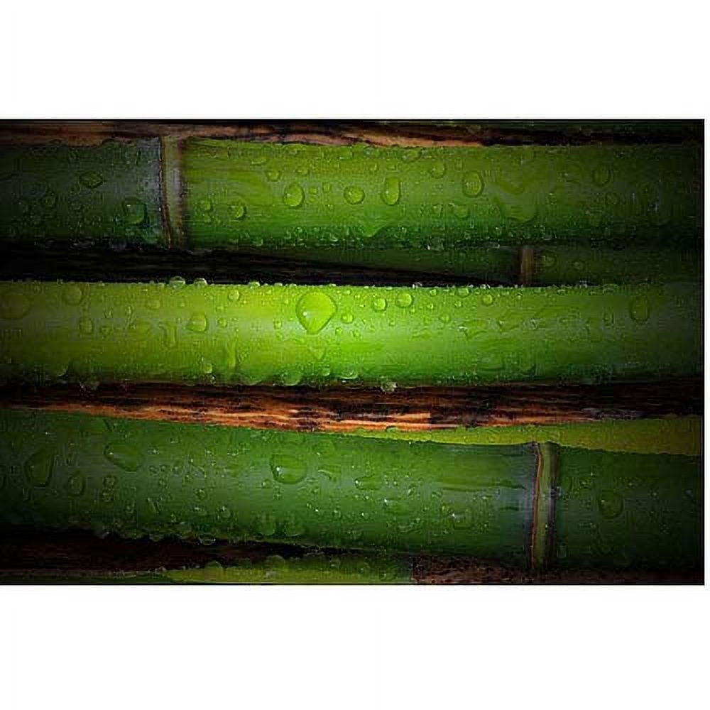 Trademark Art "Bamboo Drops" Canvas Art by Philippe Sainte-Laudy