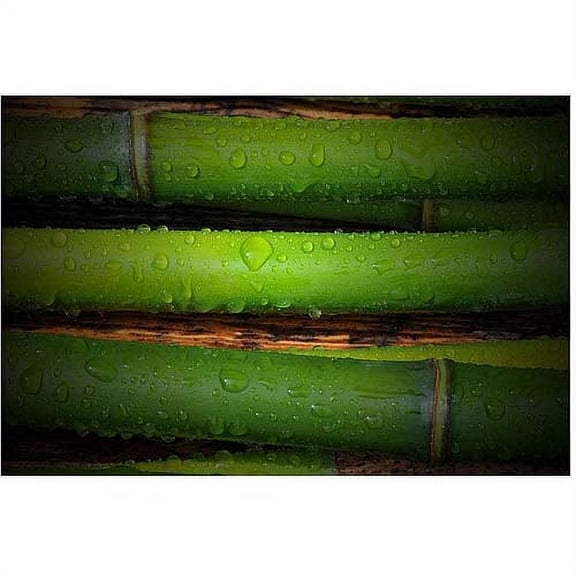 Trademark Art "Bamboo Drops" Canvas Art by Philippe Sainte-Laudy