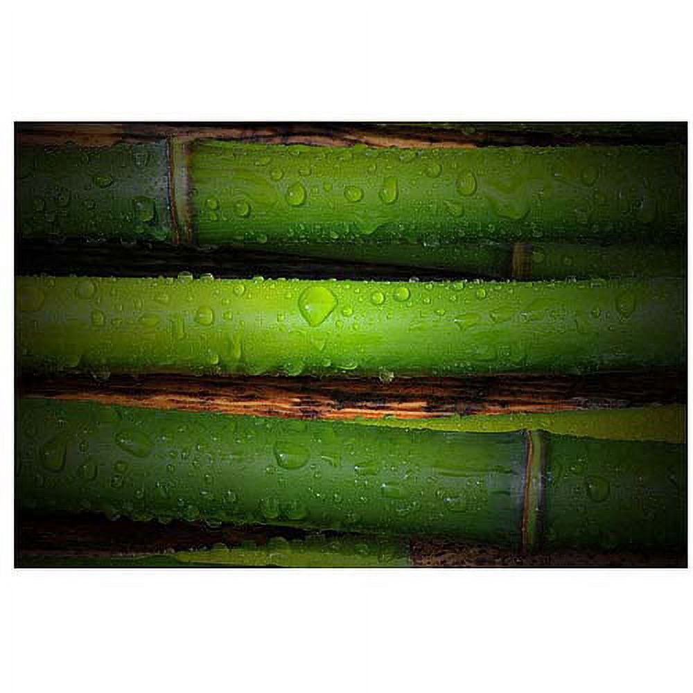 Trademark Art "Bamboo Drops" Canvas Art by Philippe Sainte-Laudy