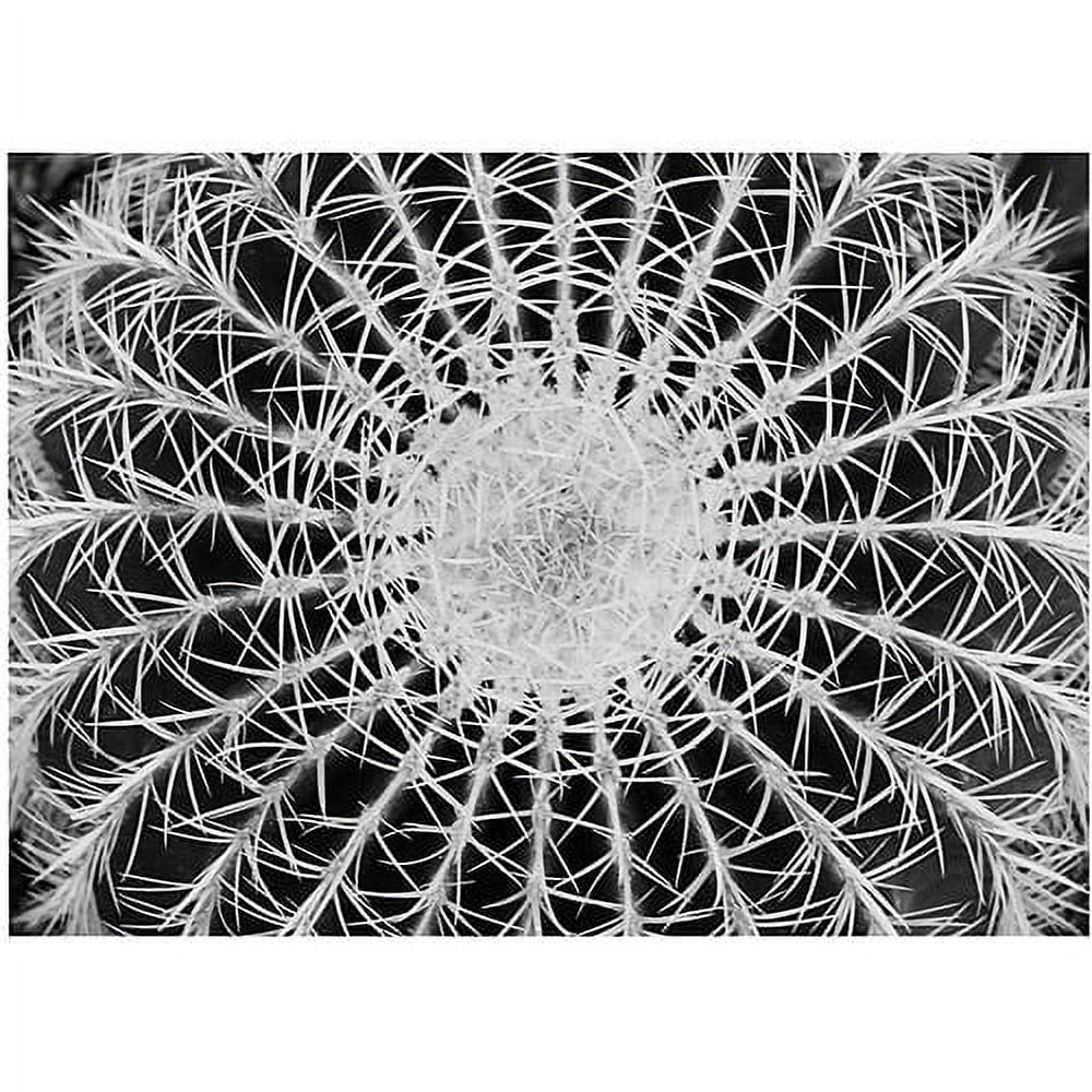 Trademark Art "Barrel Cactus" Canvas Art by Kurt Shaffer
