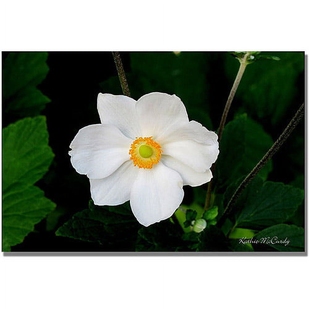 Trademark Art "Big White Flower" Canvas Wall Art by Kathie McCurdy