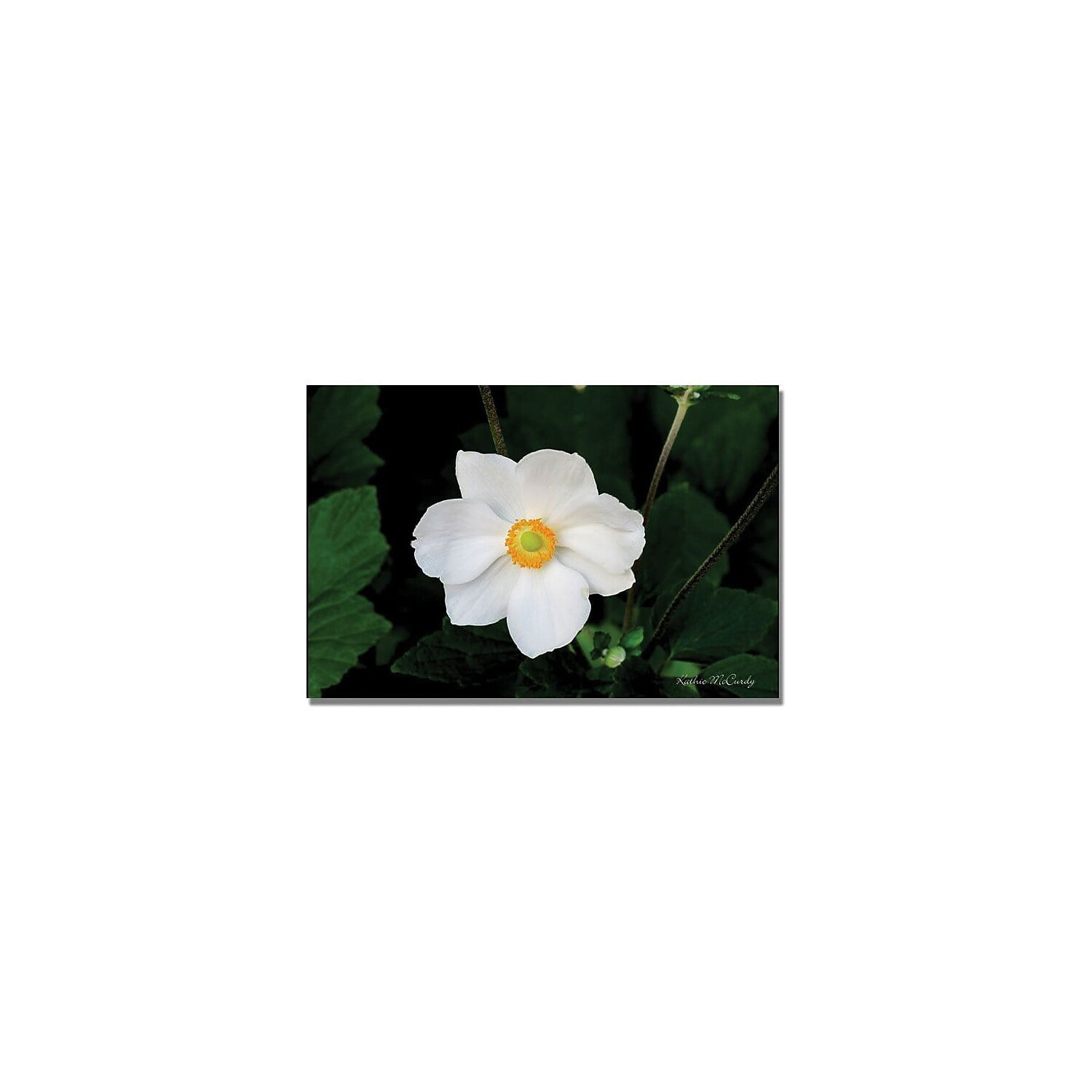 Trademark Art "Big White Flower" Canvas Wall Art by Kathie McCurdy