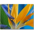 thumbnail image 1 of Trademark Art "Bird of Paradise" Canvas Wall Art by Kathie McCurdy, 1 of 2