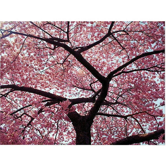 Trademark Art "Cherry Tree" Canvas Art by CATeyes