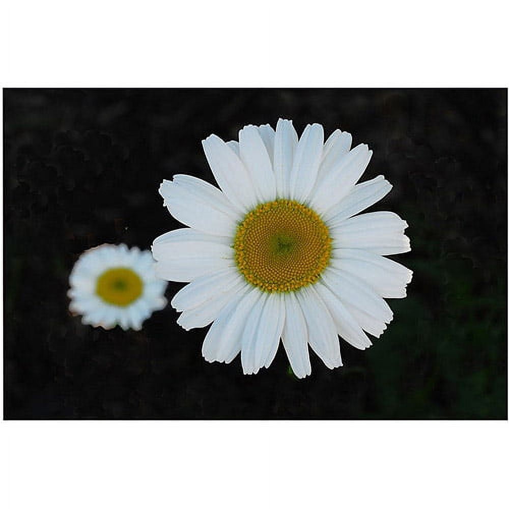 Trademark Art "Daisies on Black" Canvas Art by Kurt Shaffer