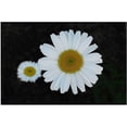 thumbnail image 1 of Trademark Art "Daisies on Black" Canvas Art by Kurt Shaffer, 1 of 1