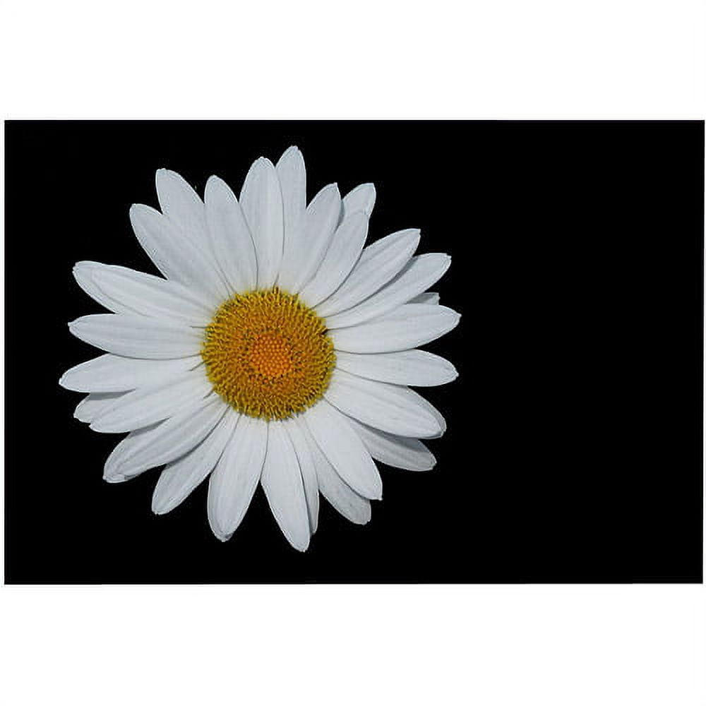 Trademark Art "Daisy on Black" Canvas Art by Kurt Shaffer, 16x24