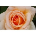 thumbnail image 1 of Trademark Art "Early Morning Rose" Canvas Art by Kurt Shaffer, 1 of 1
