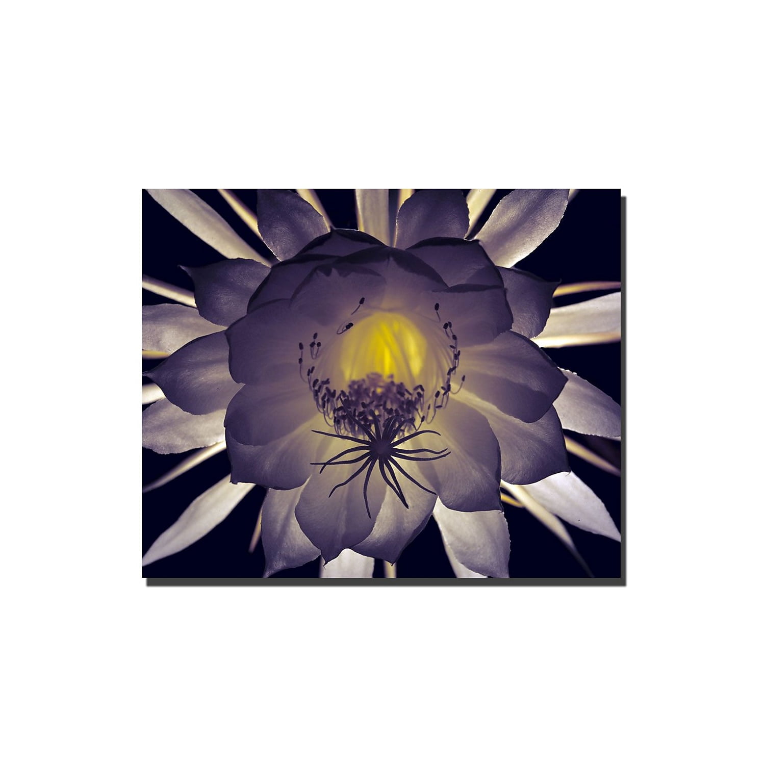 Trademark Art "Floral Contrast" Canvas Art by Kurt Shaffer