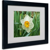 Trademark Art 'Furnace Run Daffodil' Matted Framed Art by Kathie McCurdy