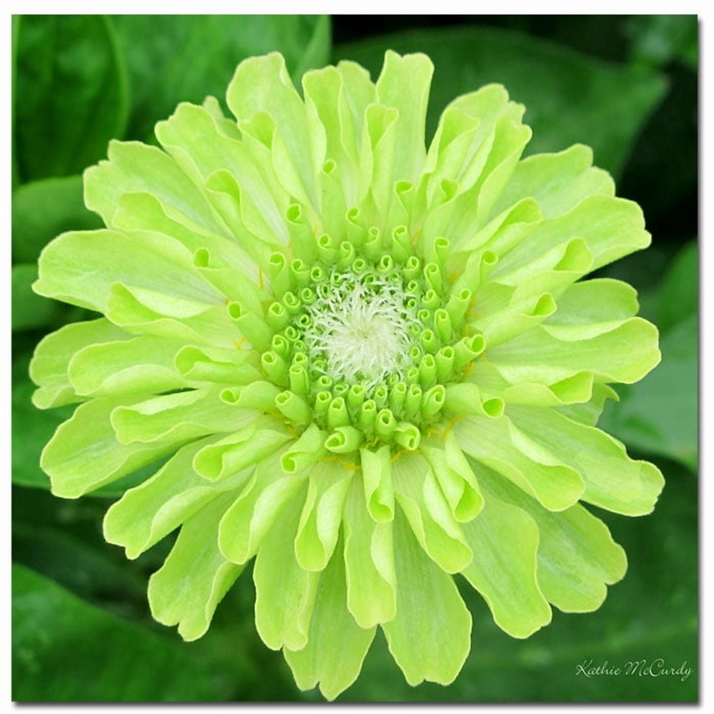 Trademark Art "Green Envy Zinnia II" Canvas Art by Kathie McCurdy