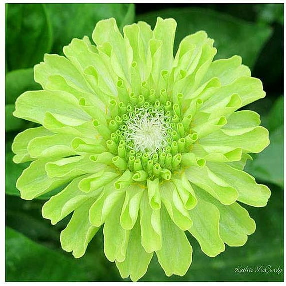 Trademark Art "Green Envy Zinnia II" Canvas Art by Kathie McCurdy