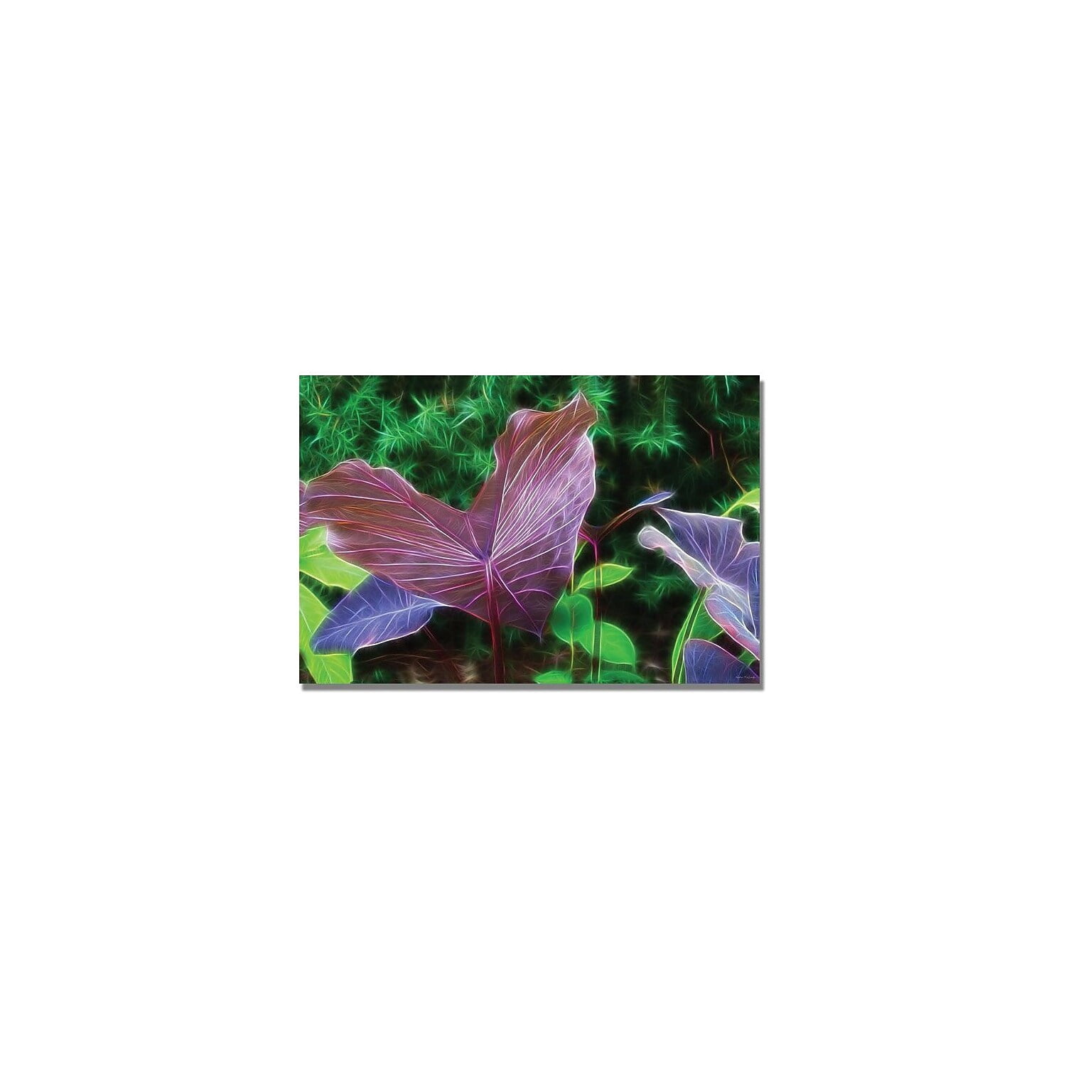 Trademark Art "Hawaiian Garden II" Canvas Wall Art by Kathie McCurdy