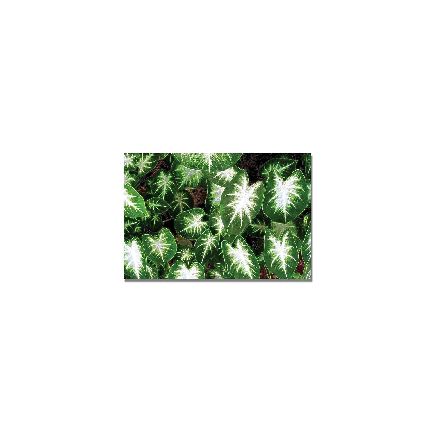 Trademark Art "Hearts & Light" Canvas Wall Art by Kathie McCurdy