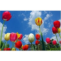 Trademark Art "Heaven" Canvas Art by CATeyes