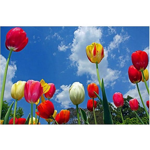 Trademark Art "Heaven" Canvas Art by CATeyes