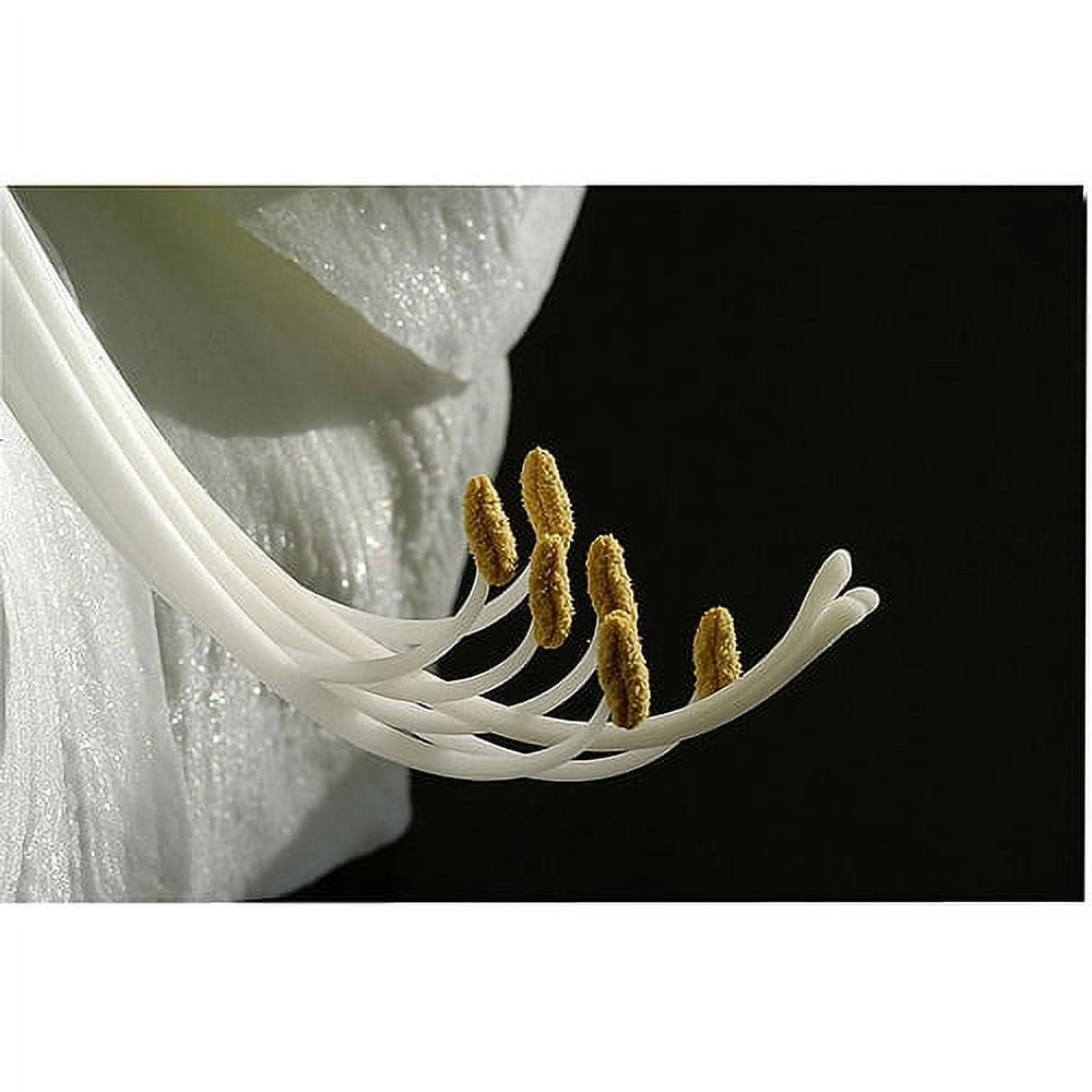 Trademark Art "Intimate Amaryllis" by Kurt Shaffer