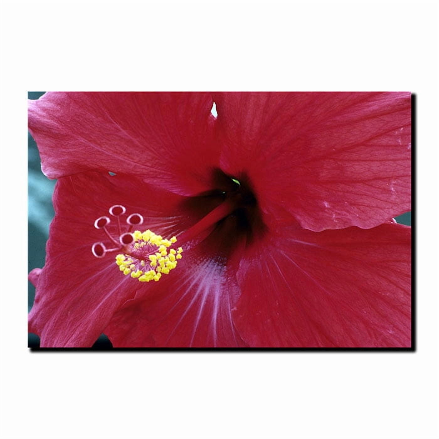 Trademark Art "Into The Hibiscus" by Kurt Shaffer